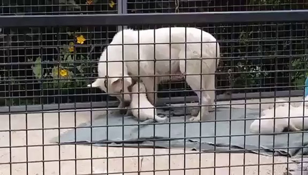 Chiots BBS de 19 jours au Domaine du Haut Quesnay