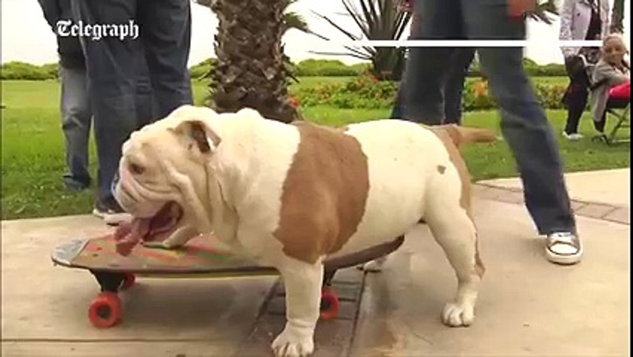 Dog Surfer - Video