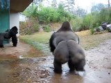 Ce gorille se lave la tête sous la pluie... Trop marrant