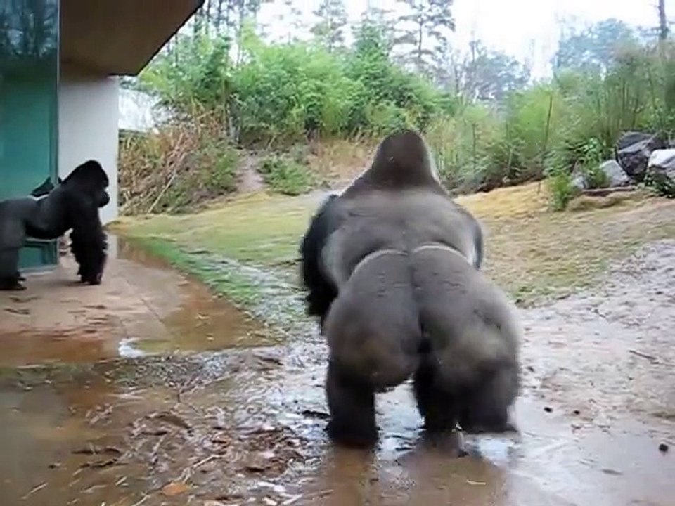 Ce gorille se lave la tête sous la pluie... Trop marrant