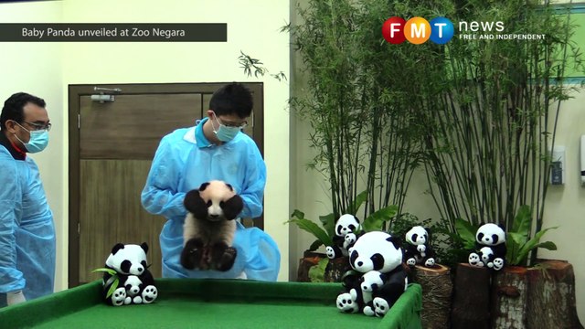Panda Cub unveiled for the first time to public