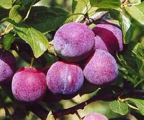 فوائد البرقوق لصحة القلب وعلاج الضمور البقعي