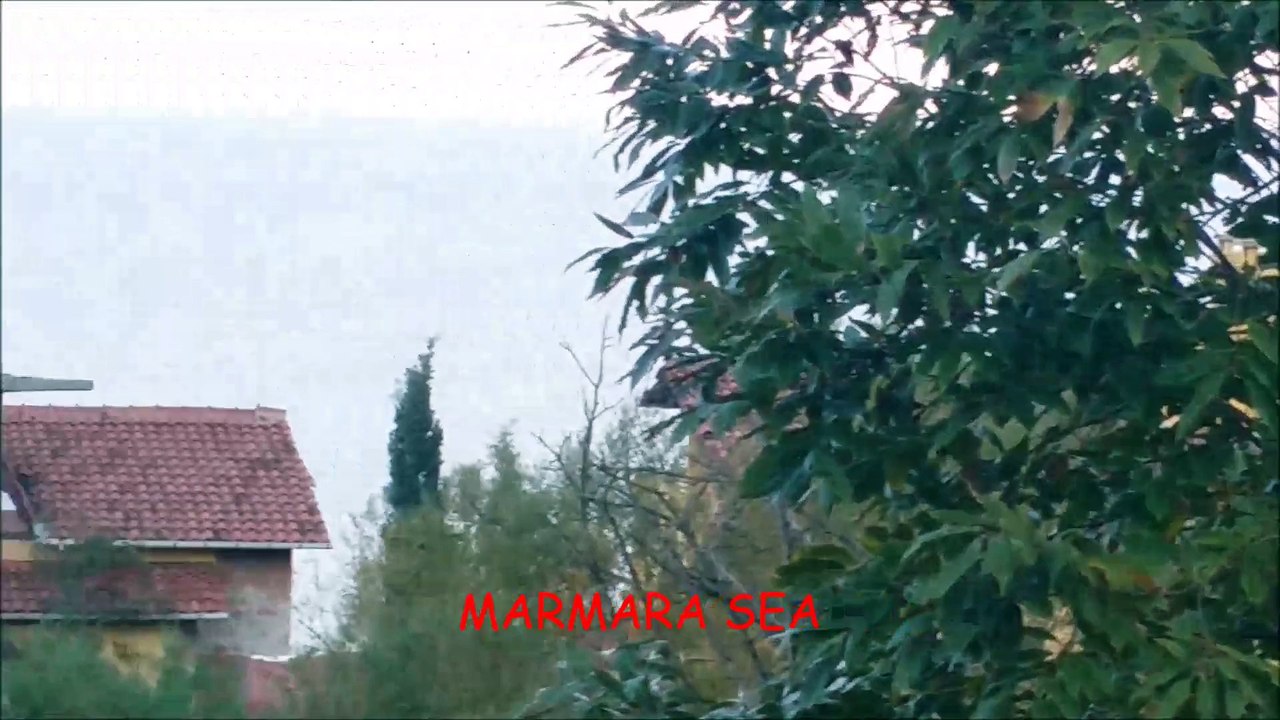 ÇINARCIK- KORU
