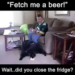 fetch me a beer - smart dog - JeeAli
