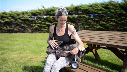 Bunny Wheelchair Is Huge Help For Giant Rabbit Who Couldn't Walk
