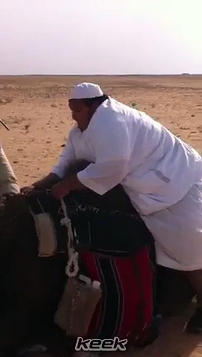 fat guy riding camel funny