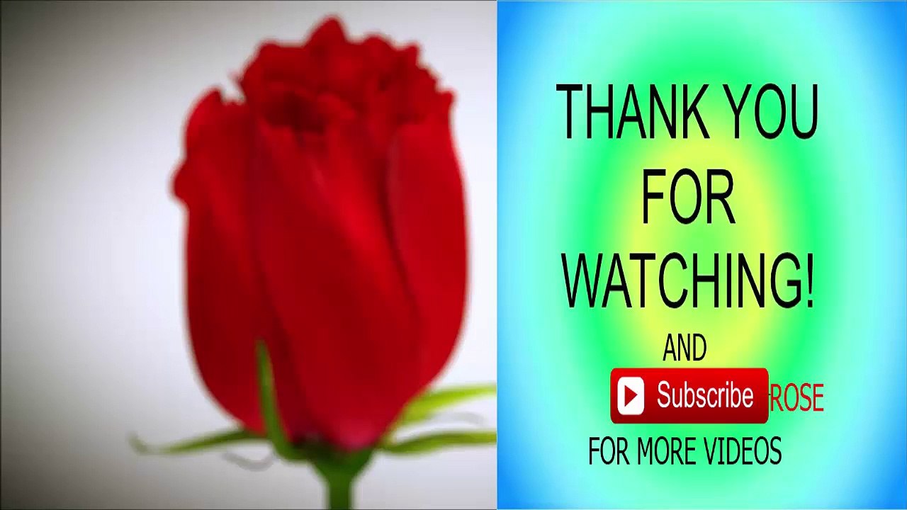 Red Rose