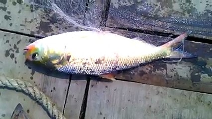 যারা এখনও তাজা ইলিশ দেখেননি তারা দেখে নিন -Live Hilsha
