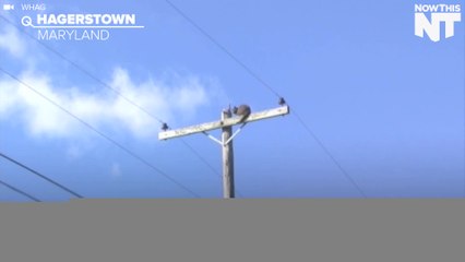 Cat Gets Stuck On A Utility Pole
