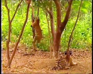 Funny Video Clips Challenge 2015 #1 Try not to laugh !!! ;-) Funny Fails