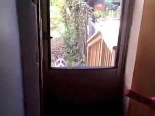 Кот пытается что-то сказать