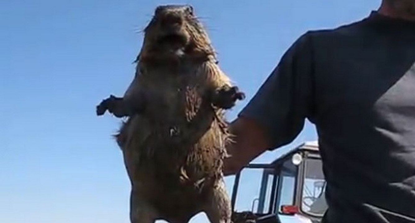 Une marmotte effrayée