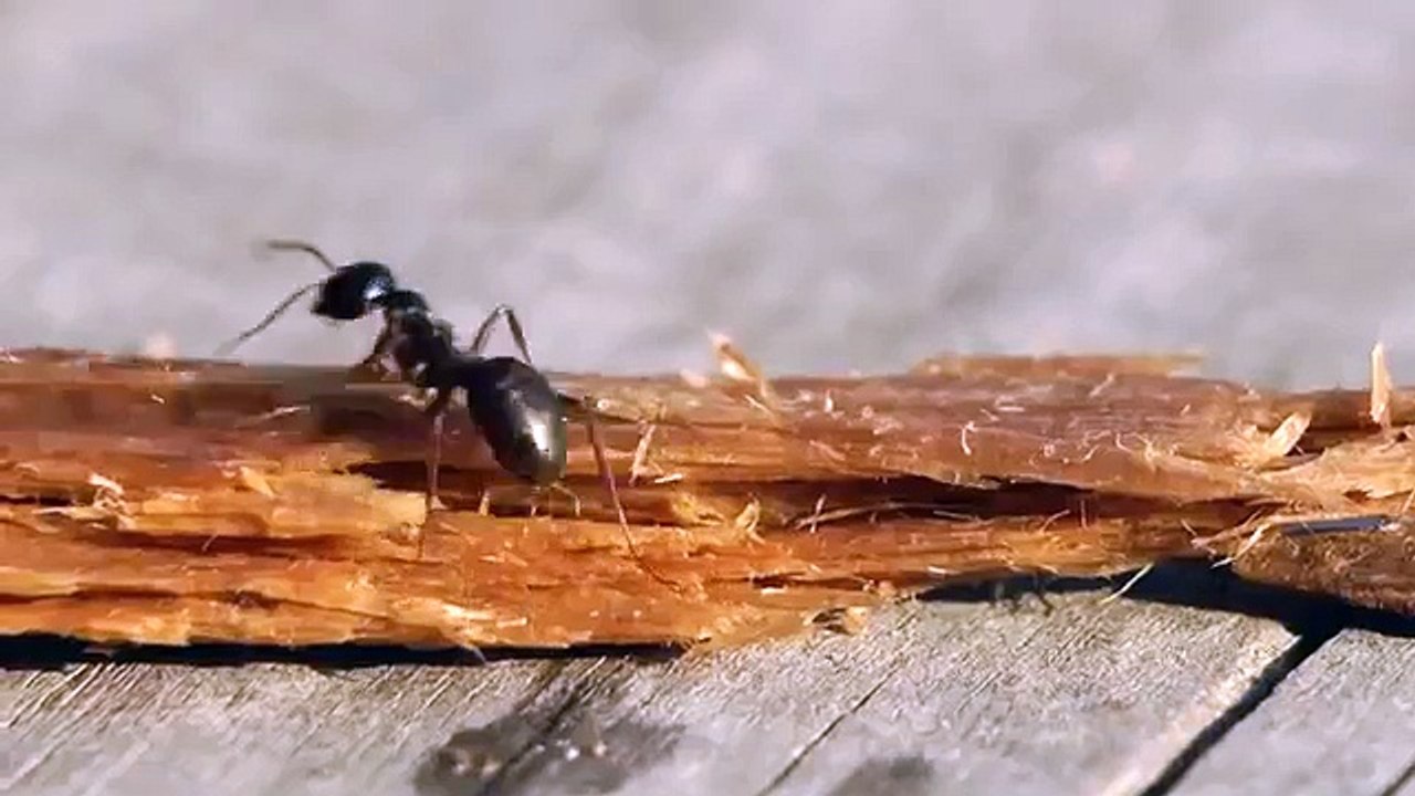 Fourmi qui boit de la vodka - vidéo Dailymotion