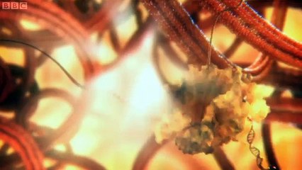 The Hidden Life Of The Cell