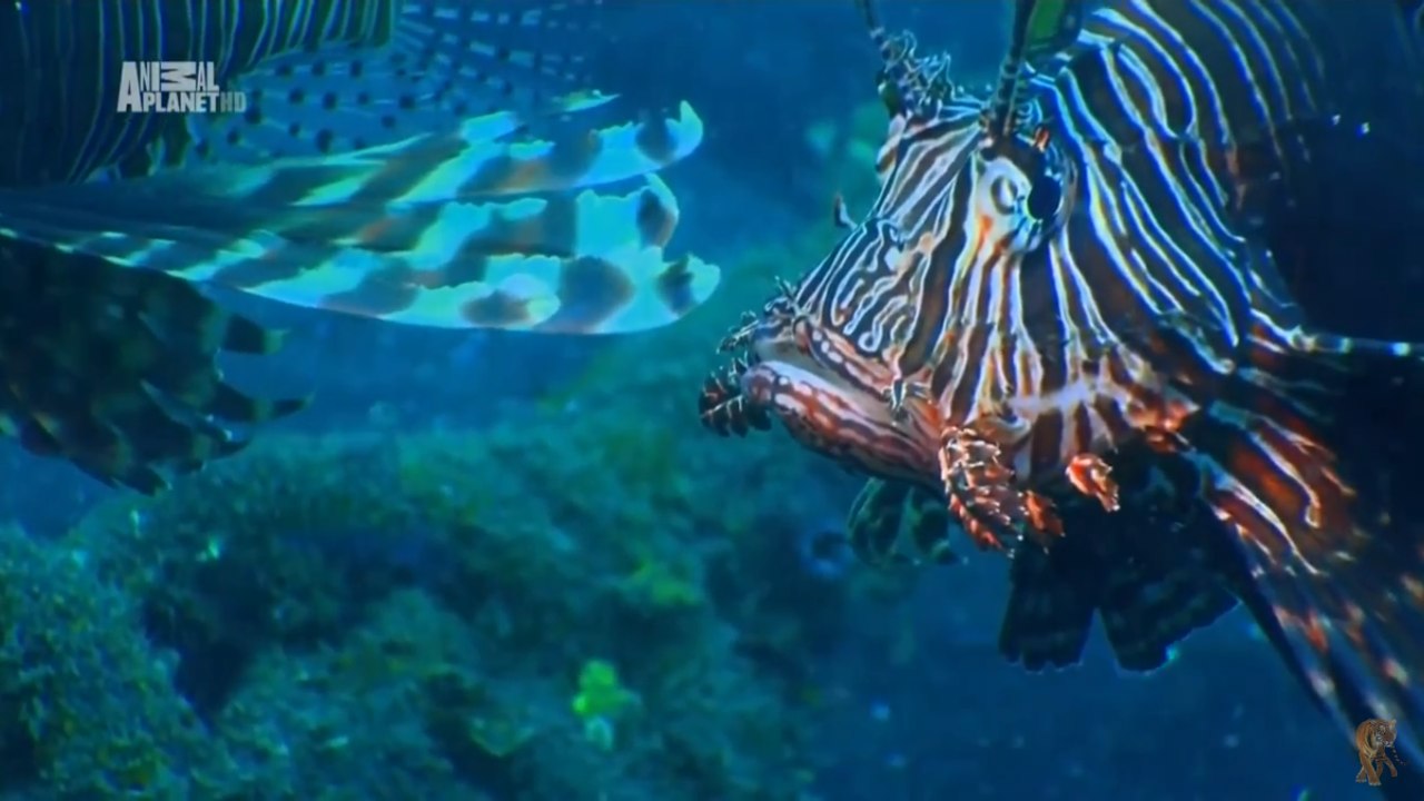 Чудеса голубой планеты . "Азия" 5 Серия