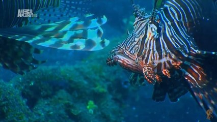 Чудеса голубой планеты . "Азия" 5 Серия