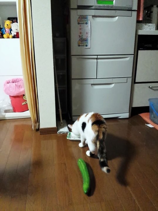 Funny Cat surprised to cucumber