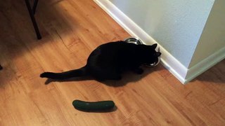 Cat scared of Cucumber