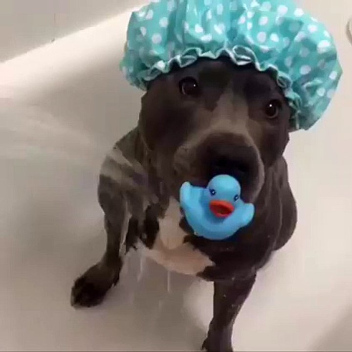 Funny Dog