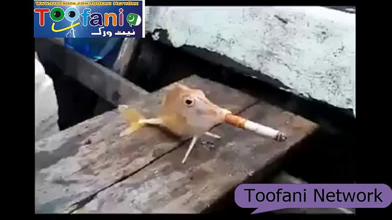 toofani network.vep  fish by cigrite