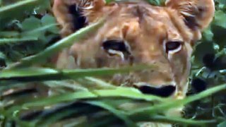Life of Lions - Hunting, Fighting, Mating - Wildlife Documentary