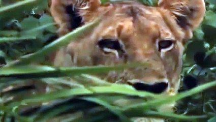 Download Video: Life of Lions - Hunting, Fighting, Mating - Wildlife Documentary