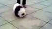 Un chien qui a vraiment l'air d'un petit panda. Trop mignon !