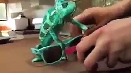 Cameleon changing colors almost instantly - AMAZING !!!