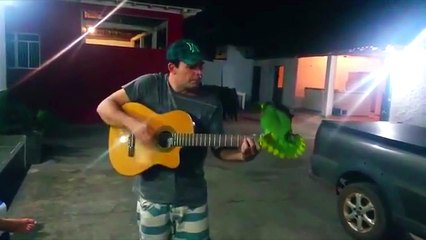 Papagaio cantando, fazendo a segunda voz e assobiando