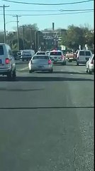 Así fue como dos cebras se escaparon de un circo y recorrieron las calles de una ciudad