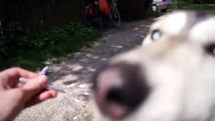 Хаски балдеет от массажера для головы