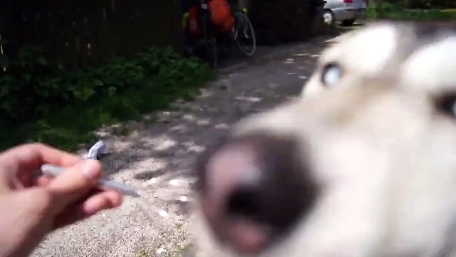 Хаски балдеет от массажера для головы