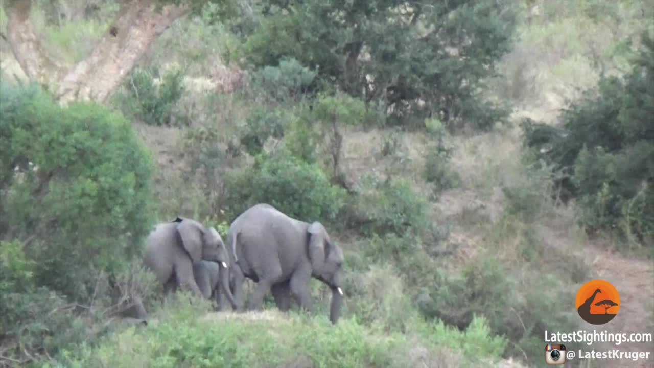 Baby elephant takes adorable tumble down hill
