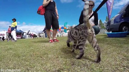 Un chat à la rencontre de chiens