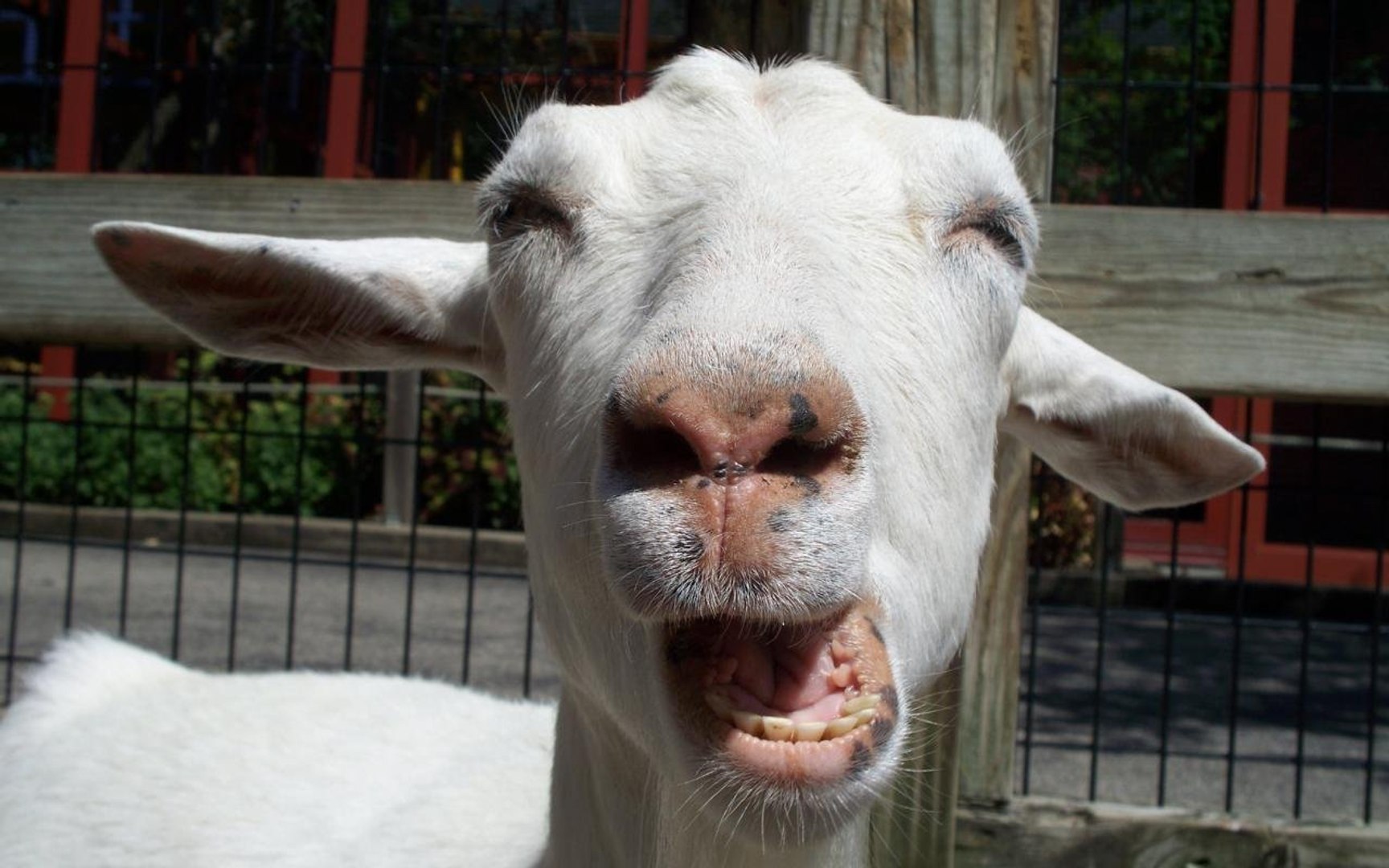 ⁣The Best Of Internet Goats