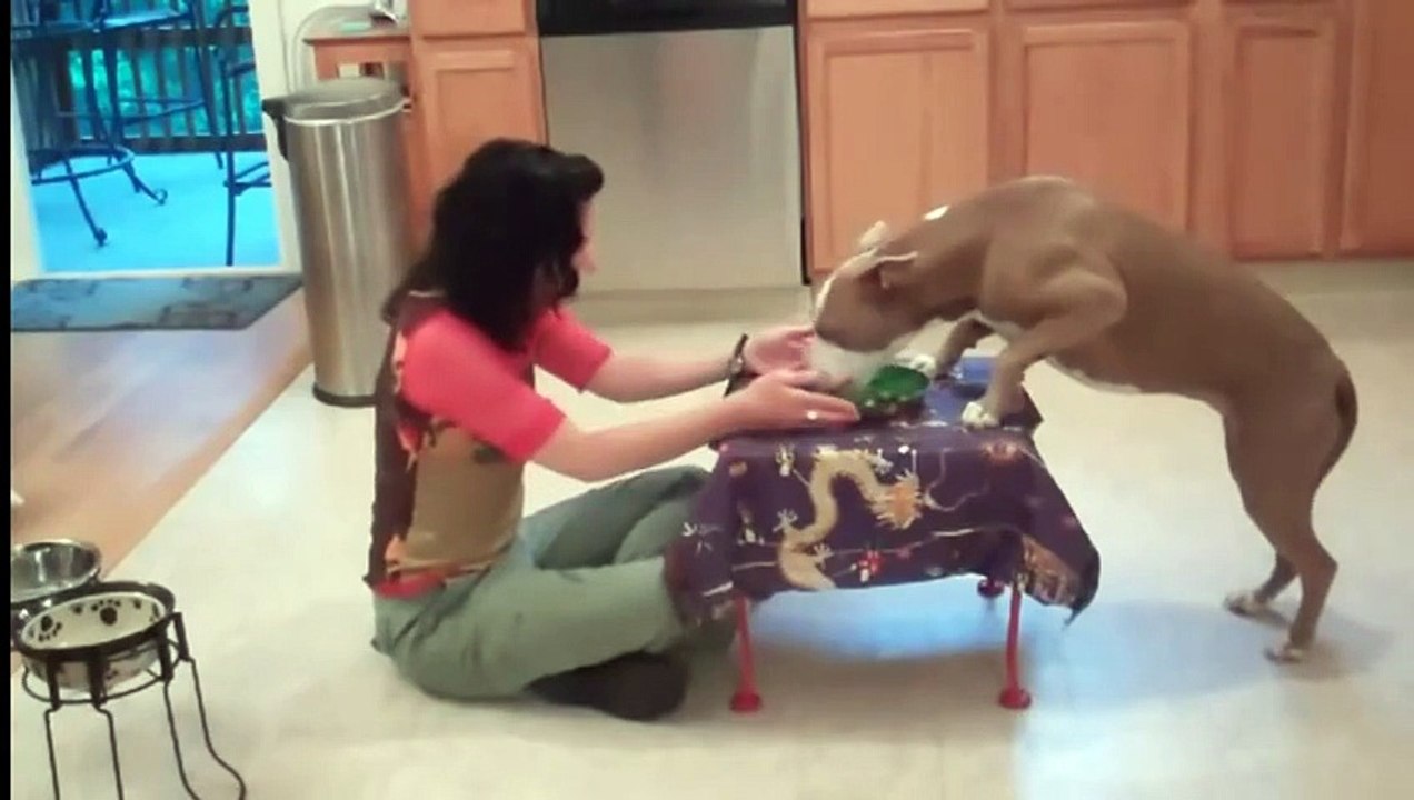 Самый умный питбуль. Невероятный пёс