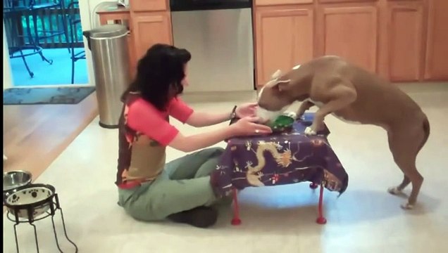 Самый умный питбуль. Невероятный пёс