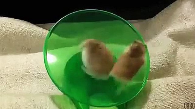 two cute hamsters, one running and other is spinning