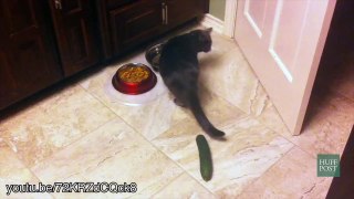 Unsuspecting Cats Get Completely Startled By ... Cucumbers Yep