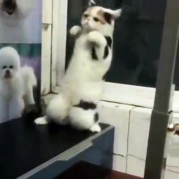 cat dance - FUNNY