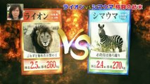 トリハダ　ライオン vs シマウマ・格闘の結末