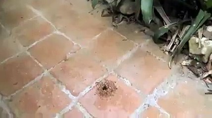 ants dancing over ipod - slayer