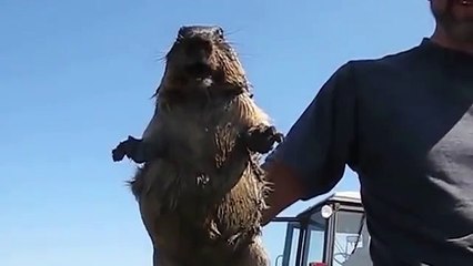 Marmota grita como mulher