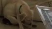 Golden Labrador Puppy Struggles To Stay Awake