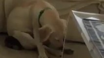 Golden Labrador Puppy Struggles To Stay Awake