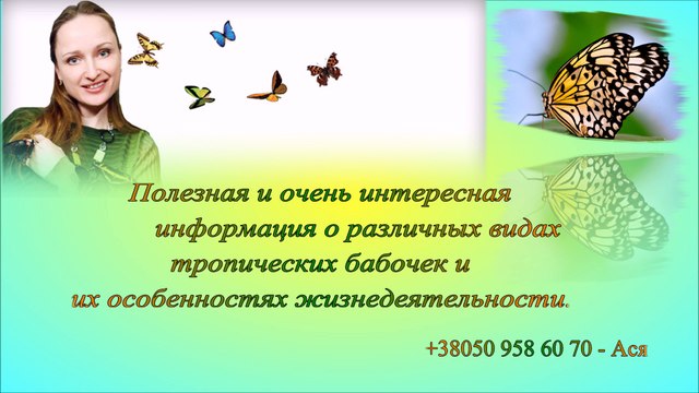 Интересное о бабочках в табличках.