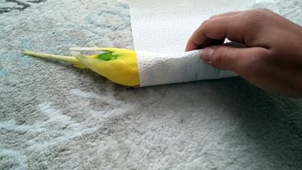 Image bouleversante d'un oiseau qui découvre son compagnon mort
