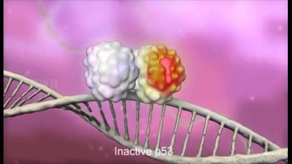 Mishi i përpunuar. Mjekët japi alarmin: Po, janë kancerogjene!