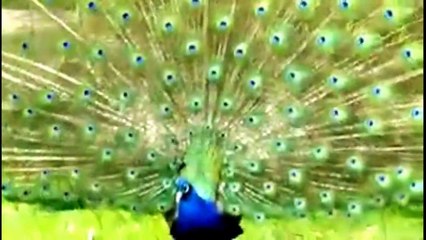 Beautiful Peacock Dance - Amazing White Peacock Showing off his Feathers