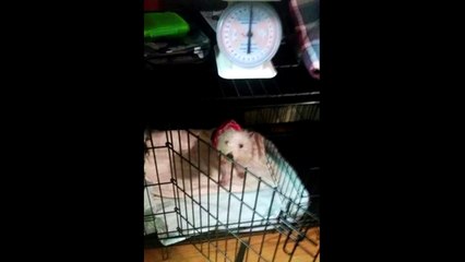 Emaciated dog dumped at shelter